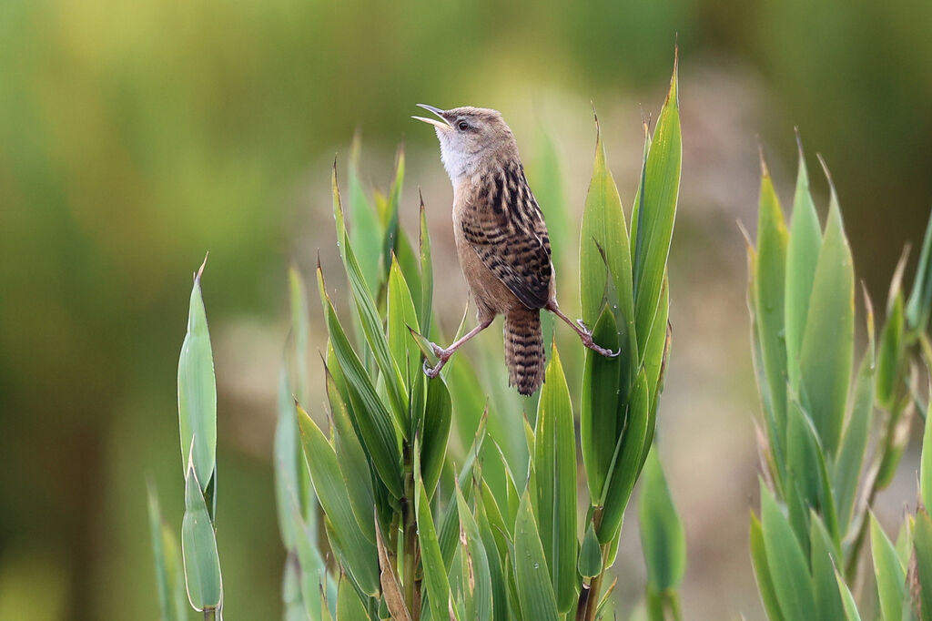Troglodyte d'Apolinar