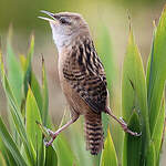 Troglodyte d'Apolinar