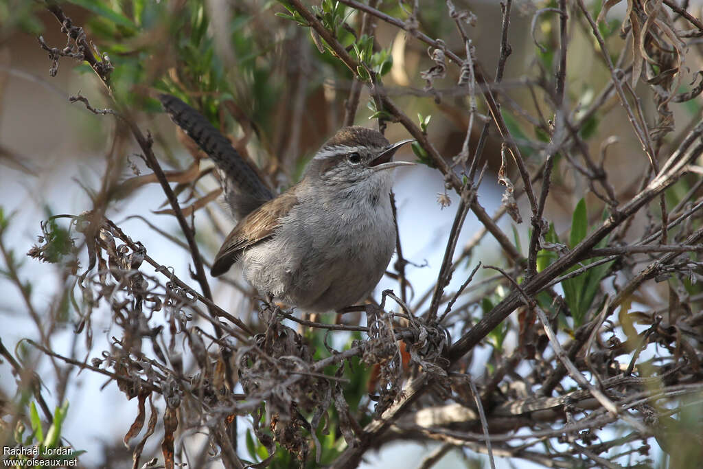 Bewick's Wren male adult, habitat, song