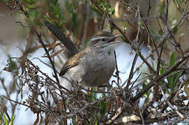 Troglodyte de Bewick