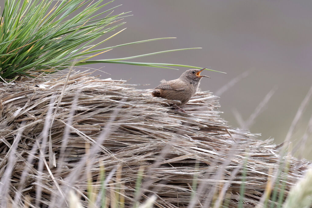 Cobb's Wrenadult, song