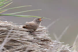 Cobb's Wren