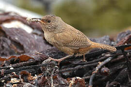 Cobb's Wren