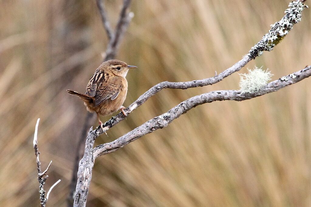 Grass Wrenadult