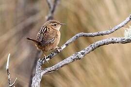 Grass Wren