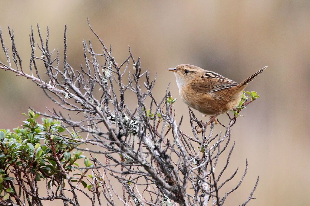 Grass Wrenadult