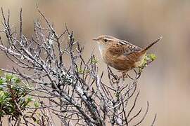 Grass Wren