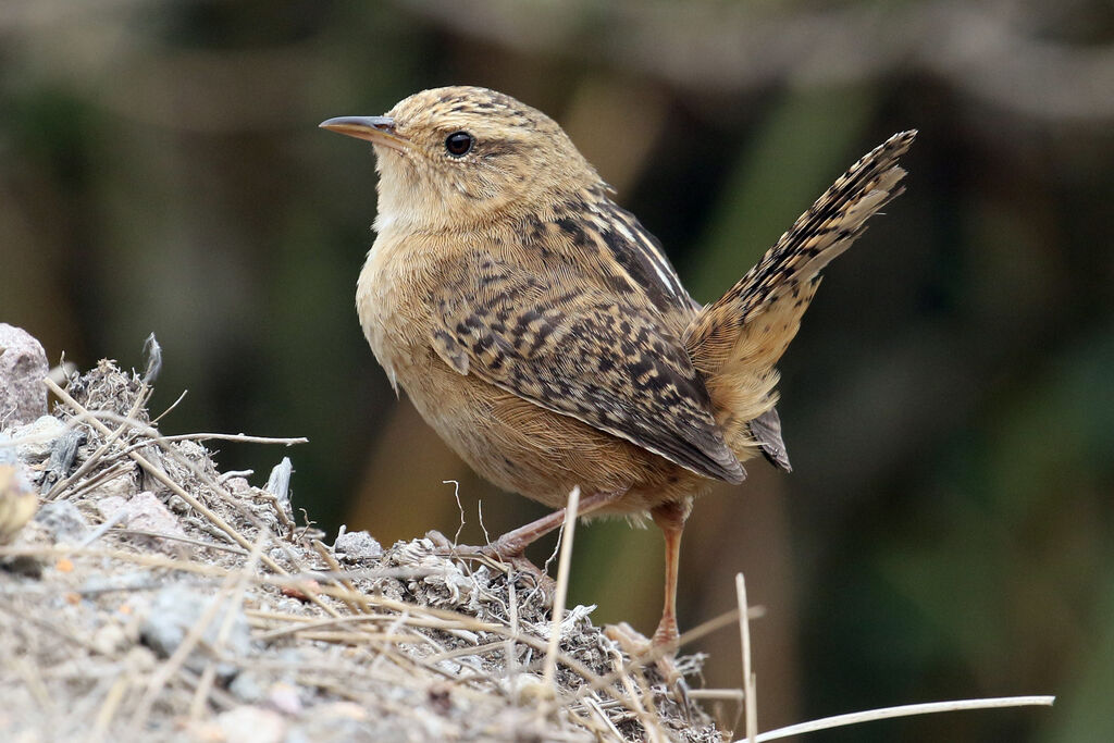 Grass Wrenadult