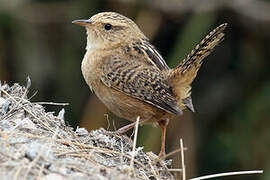 Grass Wren