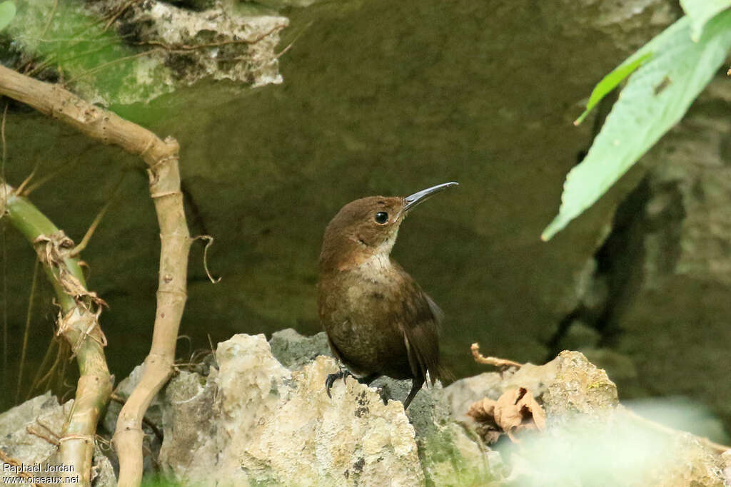 Troglodyte de Navaadulte, habitat, pigmentation