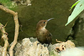 Nava's Wren