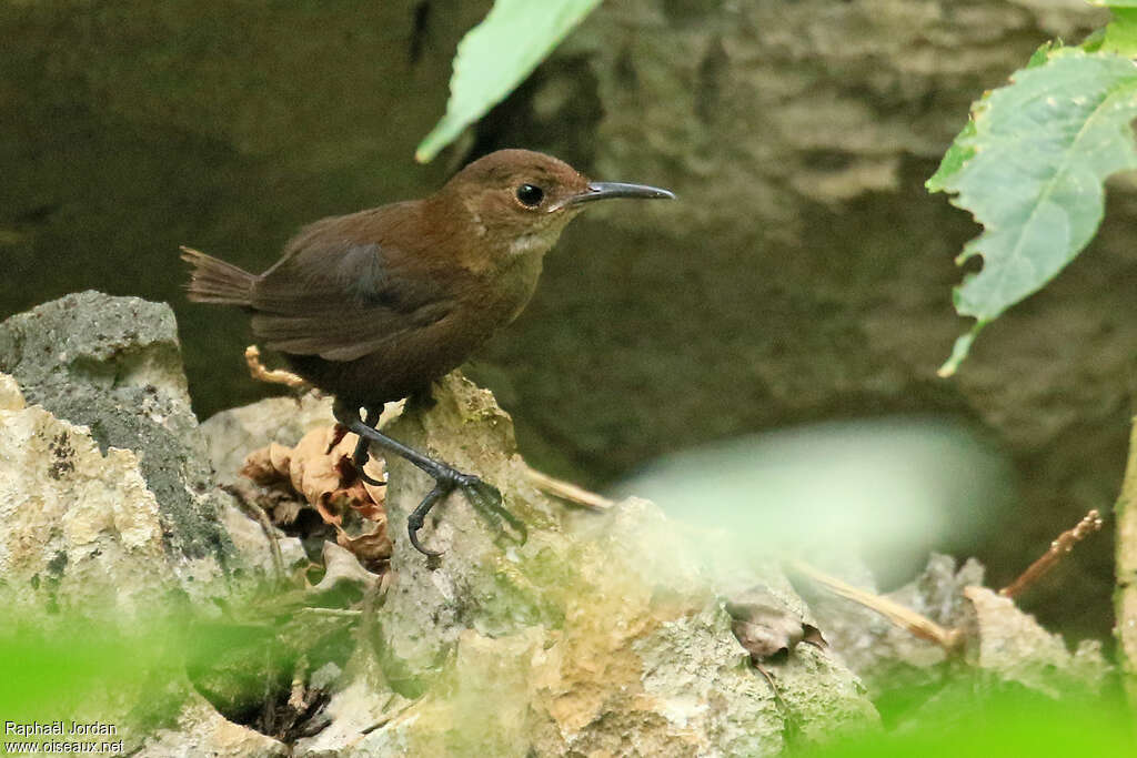 Troglodyte de Navaadulte, identification