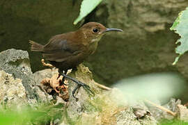 Nava's Wren