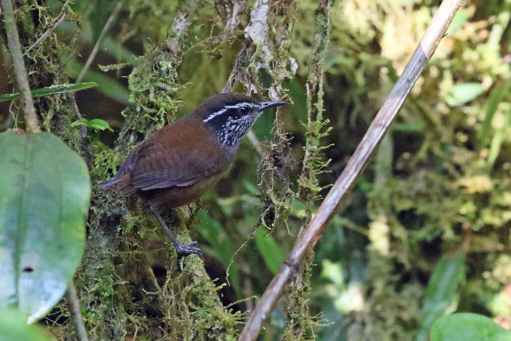 Munchique Wood Wren