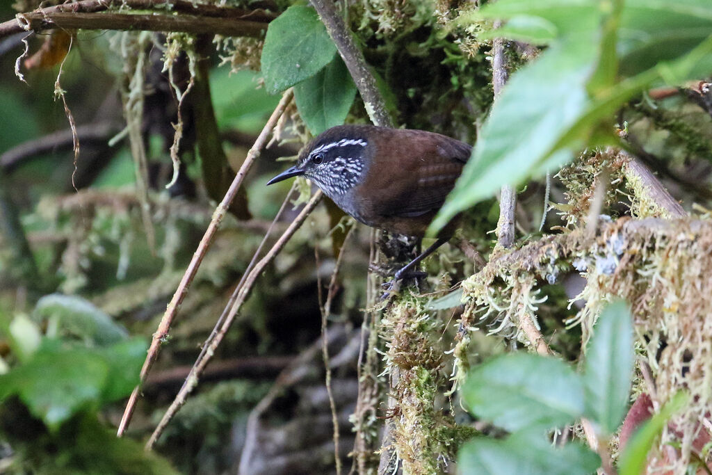 Munchique Wood Wren