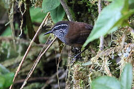 Munchique Wood Wren