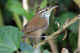 Niceforo's Wren