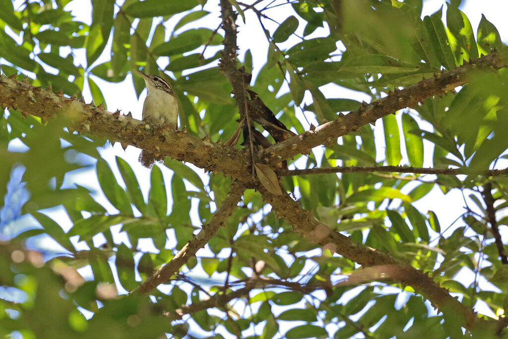 Antioquia Wren