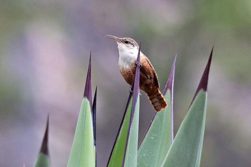 Canyon Wrenadult