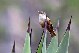 Canyon Wren