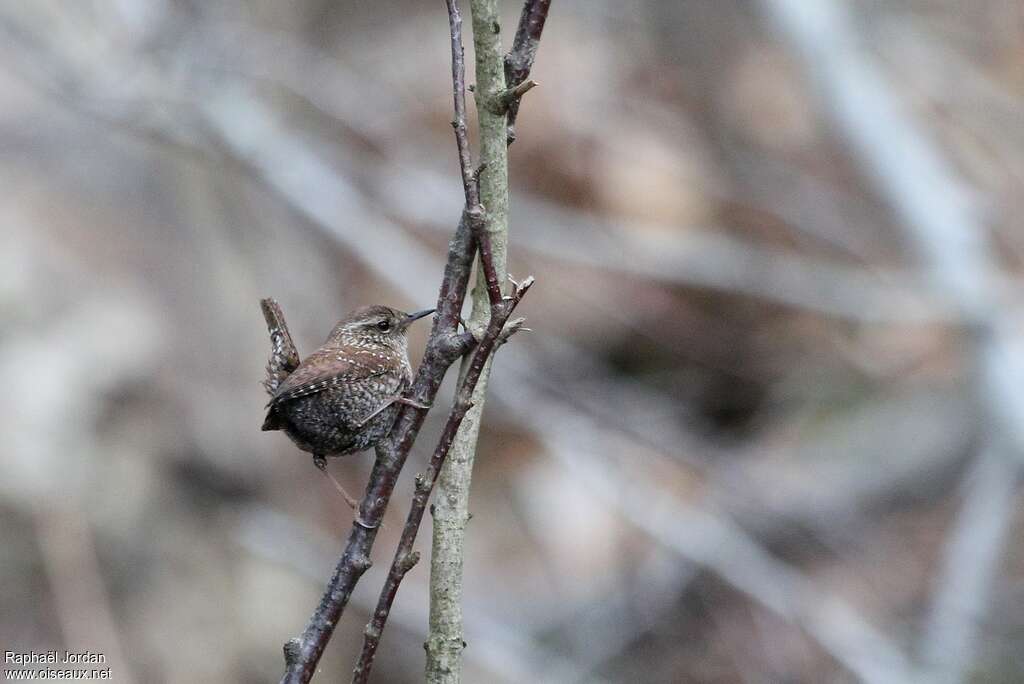 Troglodyte des forêtsadulte, pigmentation