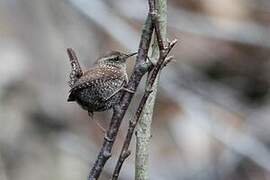 Winter Wren