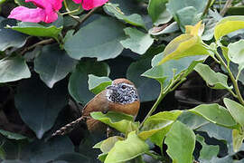 Rufous-breasted Wren