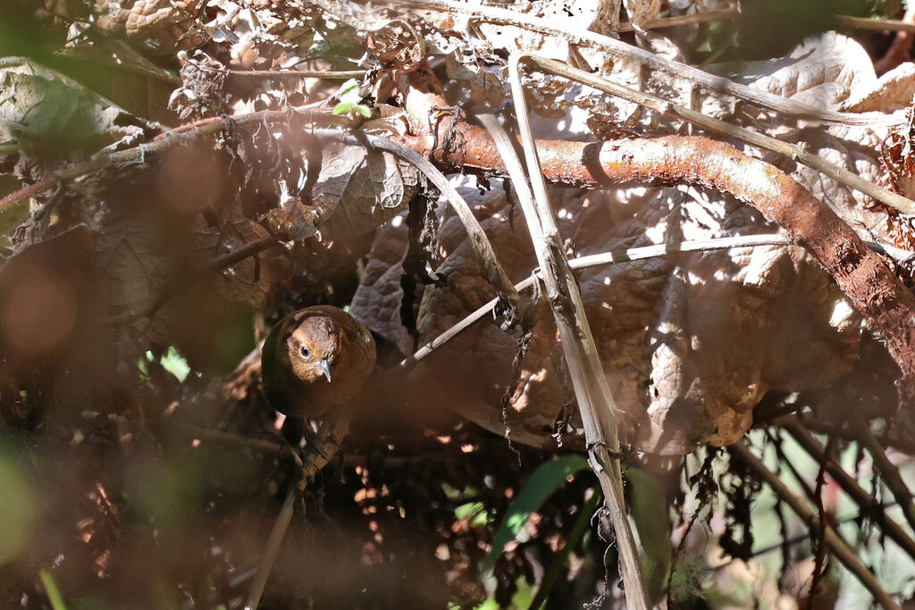 Troglodyte des Santa Marta