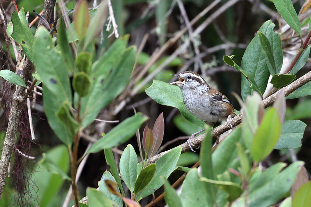 Timberline Wrenadult, song