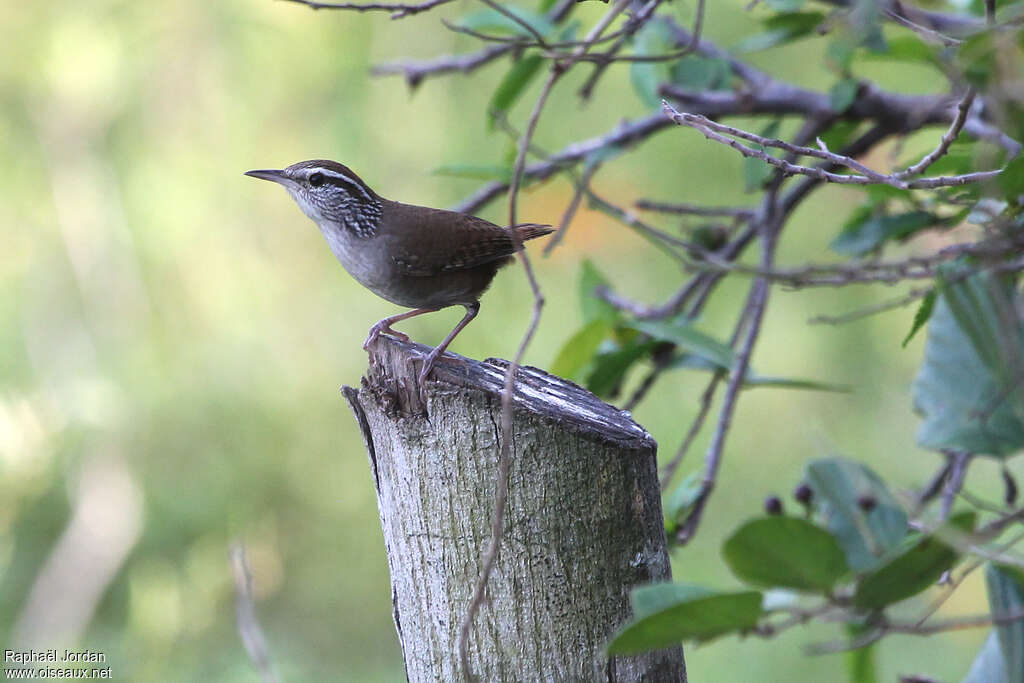 Sinaloa Wrenadult, identification