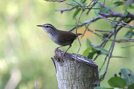 Sinaloa Wren