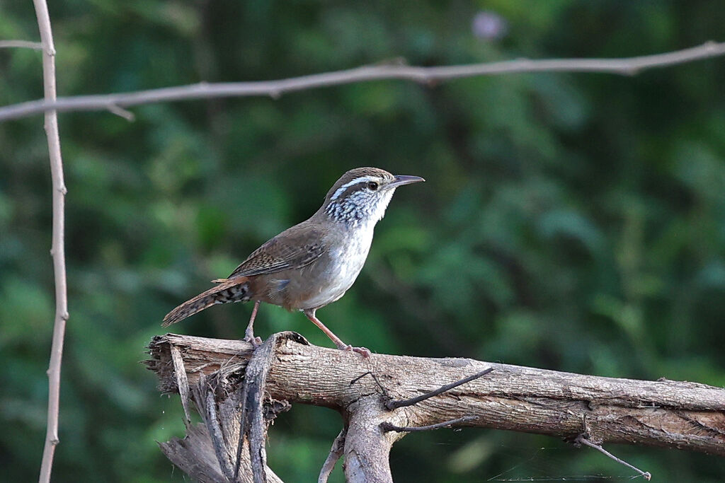 Sinaloa Wrenadult