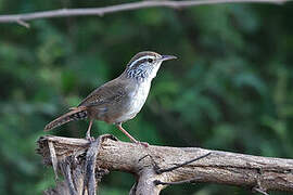 Sinaloa Wren