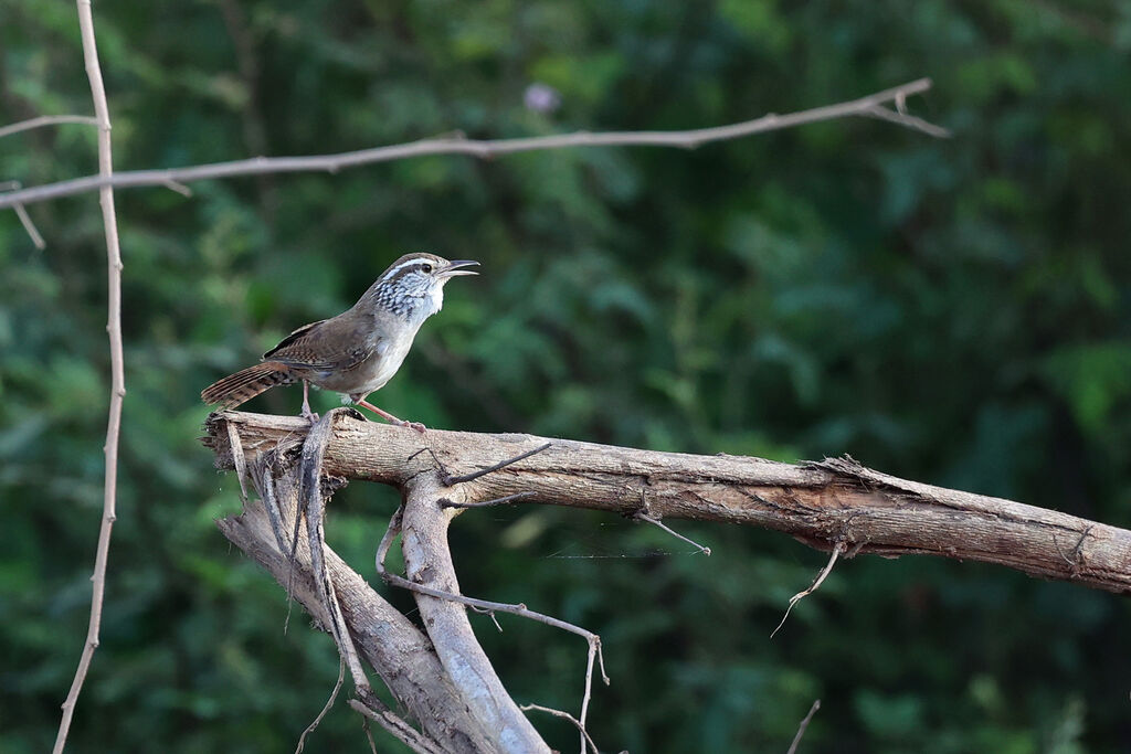 Sinaloa Wrenadult, song