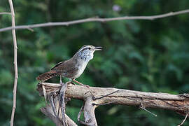 Sinaloa Wren