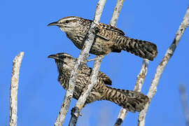 Yucatan Wren