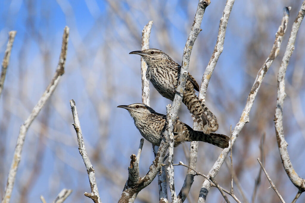 Yucatan Wrenadult