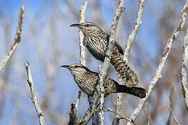 Yucatan Wren