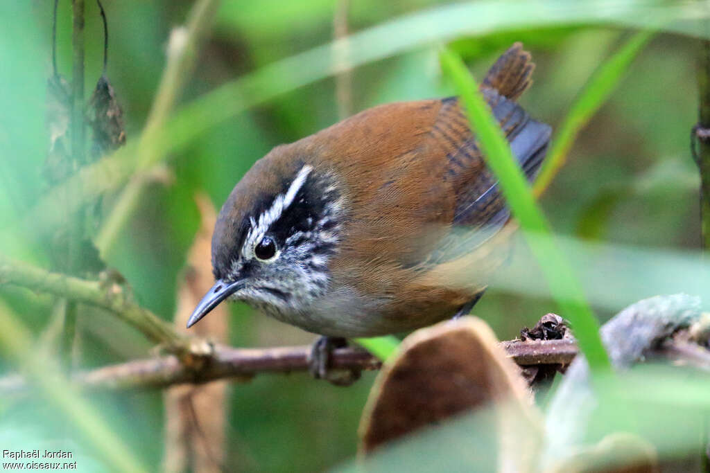 Troglodyte ermiteadulte, identification