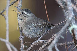 House Wren