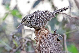 Fasciated Wren