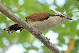 Giant Wren