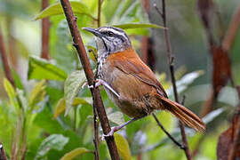 Inca Wren