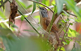 Happy Wren