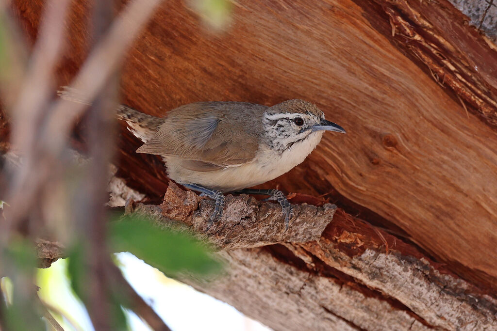 Happy Wren