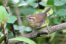 Mountain Wren