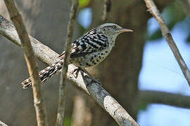 Stripe-backed Wren