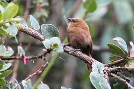 Rufous Wren