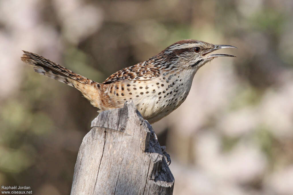 Spotted Wrenadult, Behaviour