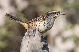 Spotted Wren